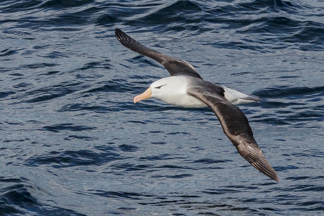 Un albatros volant au-dessus de l’eau