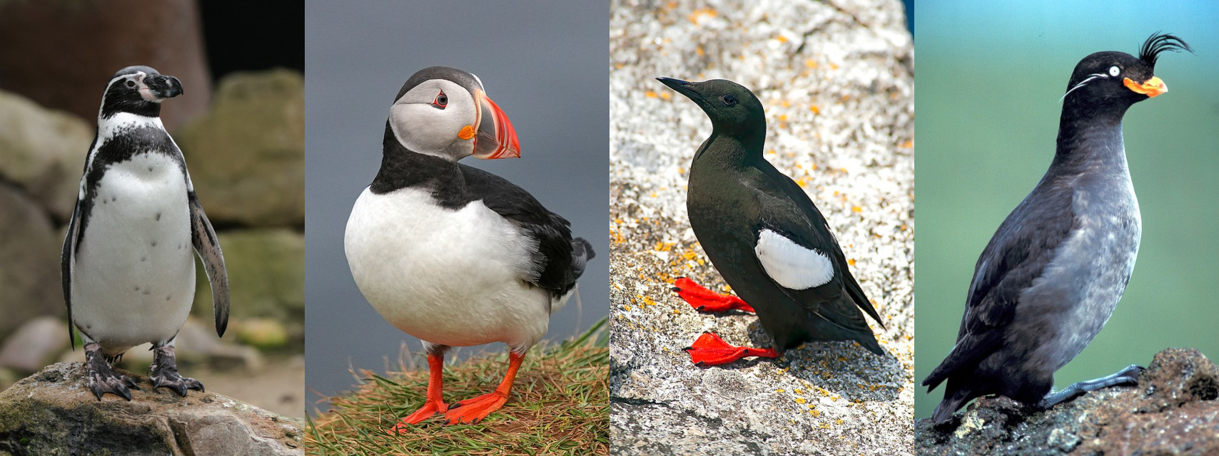 Un manchot humboldt, un macareux moine, un guillemot à miroir et un starique cristatelle