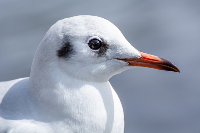 Photo rapprochée sur la tête d’une mouette rieuse