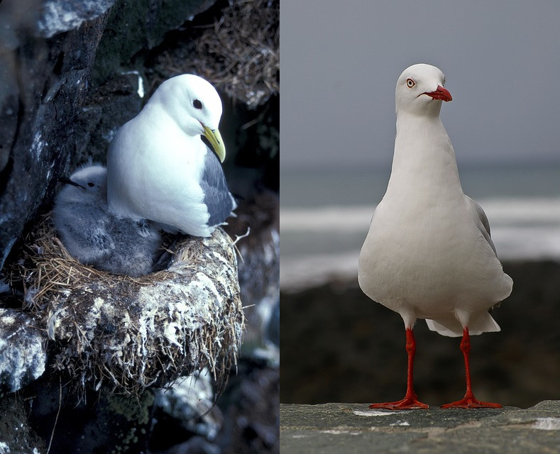 À gauche, une mouette tridactyle avec son petit sur un nid, à droite, une mouette argentée vue de face