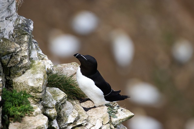 Un pingouin se tenant sur des rochers